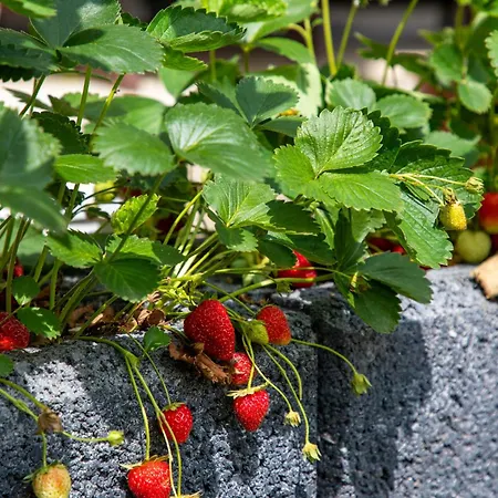 Lejlighed Weingaertner