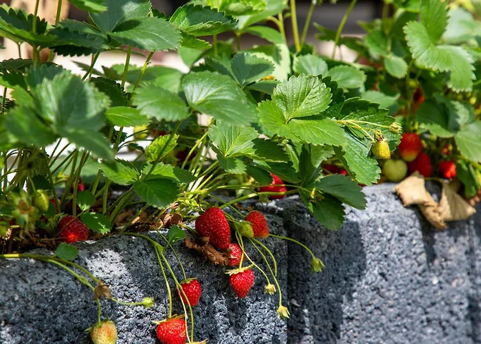 Apartamento Weingaertner